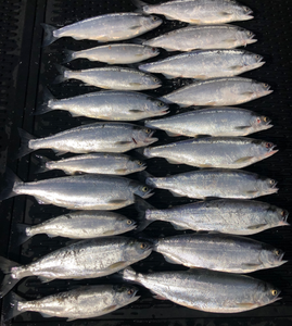 Guided Kokanee Day Trip*